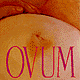 Ovum